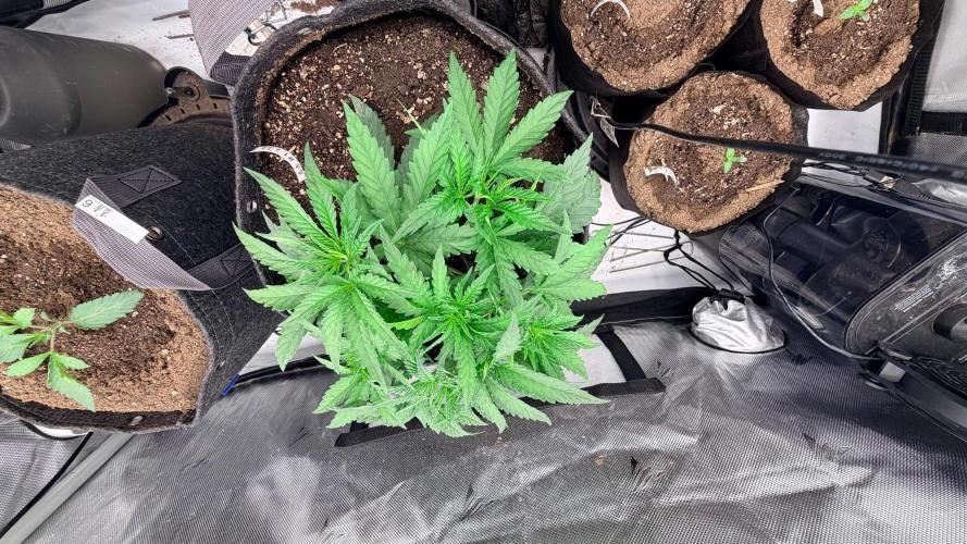 Platinum Lantz Project (plus more). Week 3 - Not the largest plant I’ve had at three weeks but damn good growth 