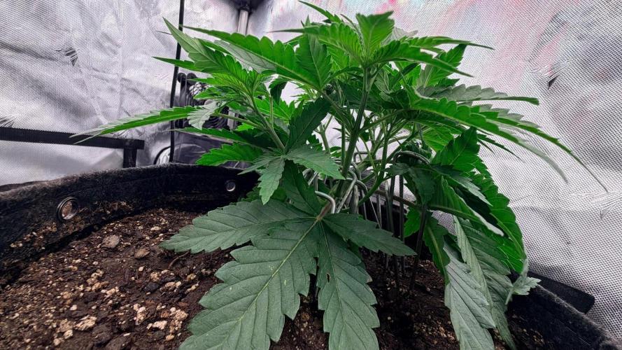 Platinum Lantz Project (plus more). Week 3 - Side angle look at the canopy up above already doing the thing 