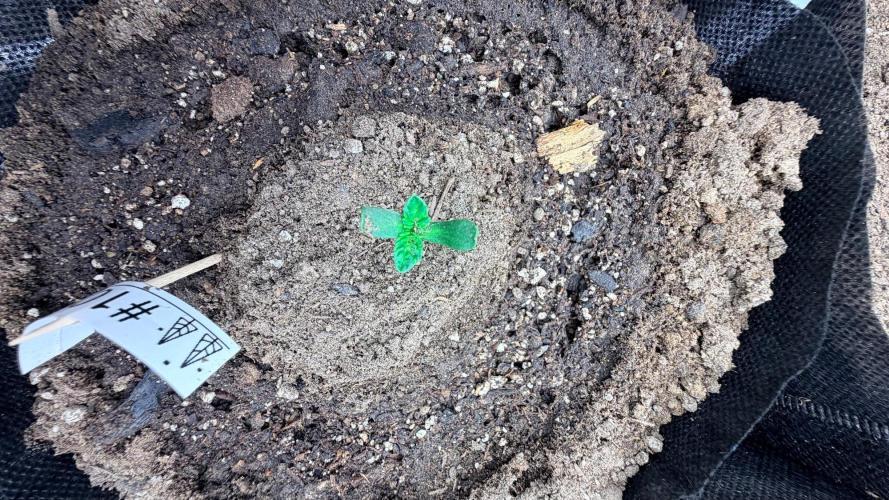 Platinum Lantz Project (plus more). Week 3 - Youngest seedling 