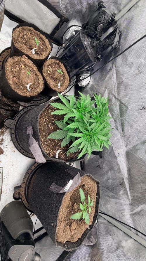 Platinum Lantz Project (plus more). Week 3