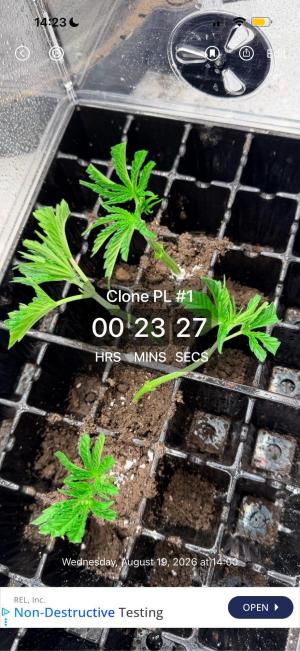Comment by ChillSpace photo #2