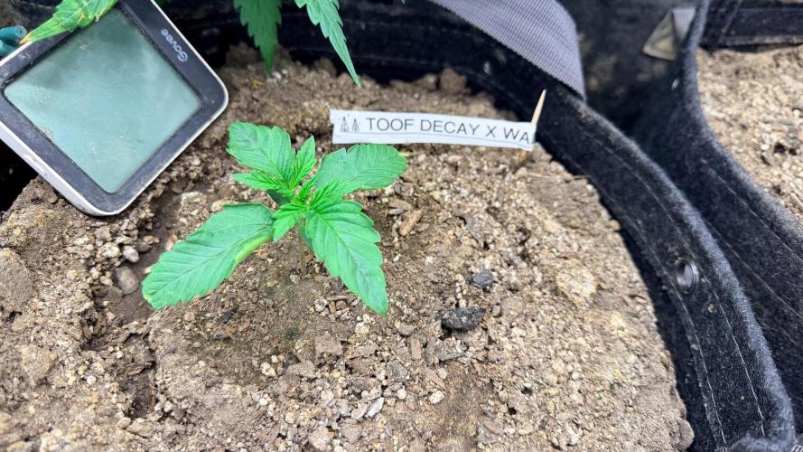 Breaking Teeth & Banging Heads 🤘⚗️. Week 1 - Toof Decay x Walter White

Most vigorous growth since the beginning 