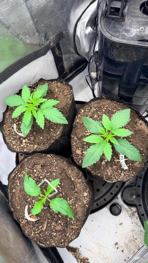 Platinum Lantz Project (plus more). Week 4 - Baby trio
