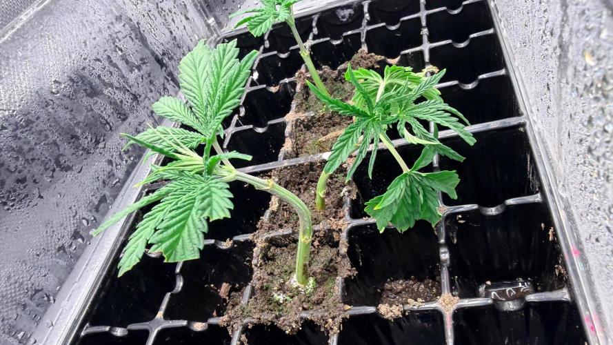 Platinum Lantz Project (plus more). Week 4 - PL #1 clones, 3 of 4 living, not bad for my first attempt. 