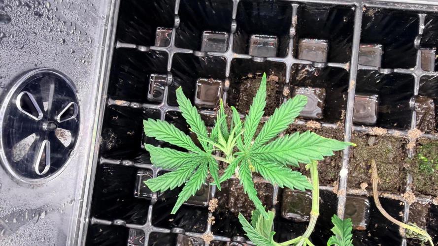 Platinum Lantz Project (plus more). Week 4 - Best clone