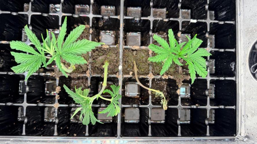 Platinum Lantz Project (plus more). Week 4 - Dead one laying down, the other grew curved from training 