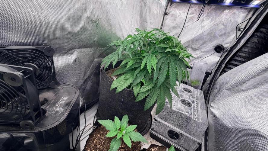 Platinum Lantz Project (plus more). Week 4 - #1 is getting bushy, haven’t touched since taking 4 clones on week 3