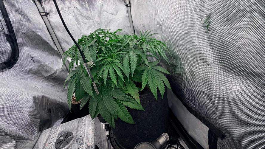 Platinum Lantz Project (plus more). Week 4 - #1 looking dense
