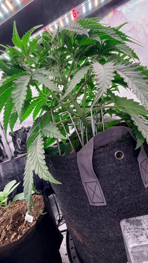 Platinum Lantz Project (plus more). Week 4 - #1 still has good spacing 