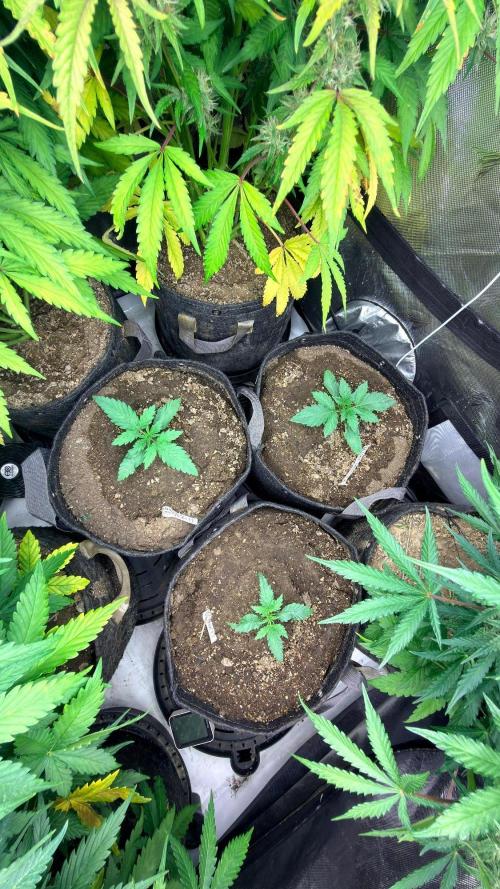 Breaking Teeth & Banging Heads 🤘⚗️. Week 2 - Moved straight to the 4x4 flowering tent as seedlings and never noticed lol. 