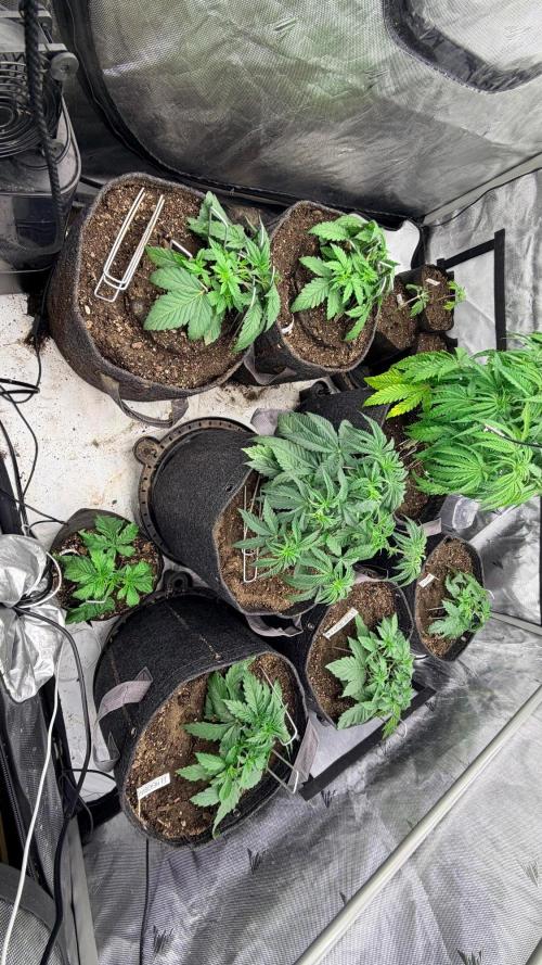 Breaking Teeth & Banging Heads 🤘⚗️. Week 2 - Full tent, can you spot the clones?