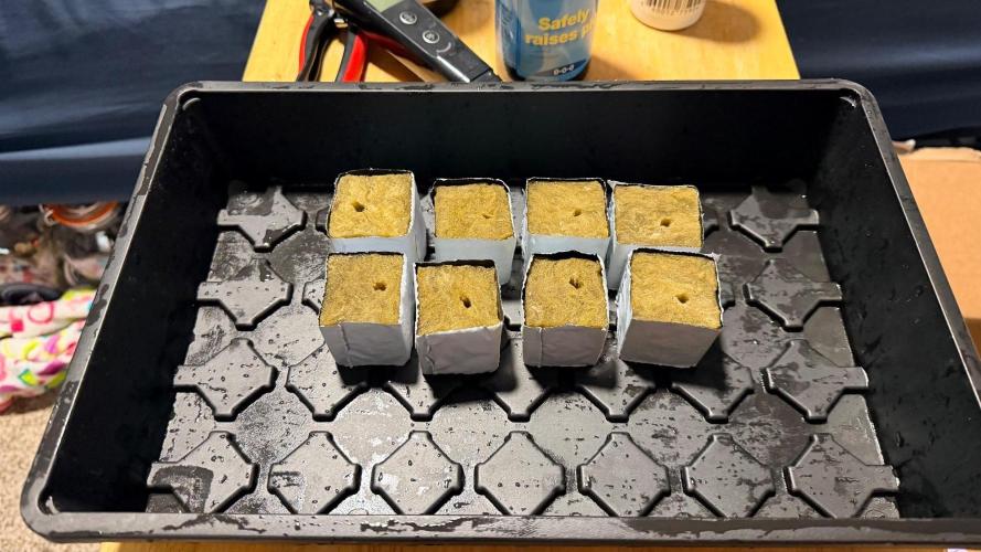 Platinum Lantz Project (plus more). Week 5 - Rock wool cubes sound so easy and they stand on their own 