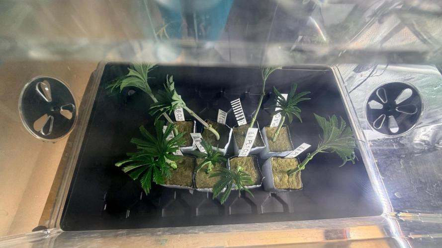 Platinum Lantz Project (plus more). Week 5 - 8 clones taken 