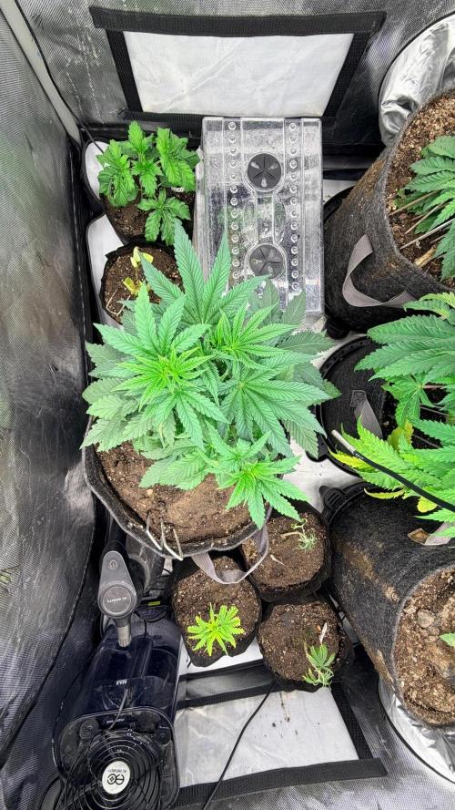 Platinum Lantz Project (plus more). Week 5 - And you can tell here though