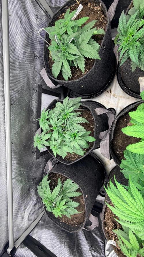 Platinum Lantz Project (plus more). Week 5 - Visit the autos in the back