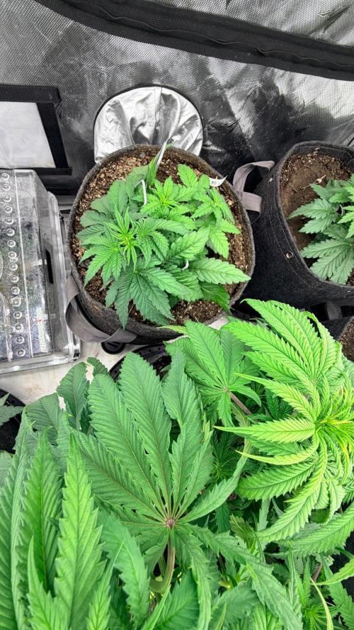 Platinum Lantz Project (plus more). Week 5 - PL8