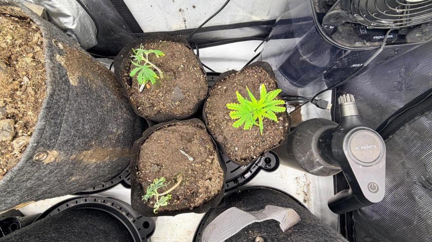 Platinum Lantz Project (plus more). Week 5 - PL1 original clones, Assuming only one will make it