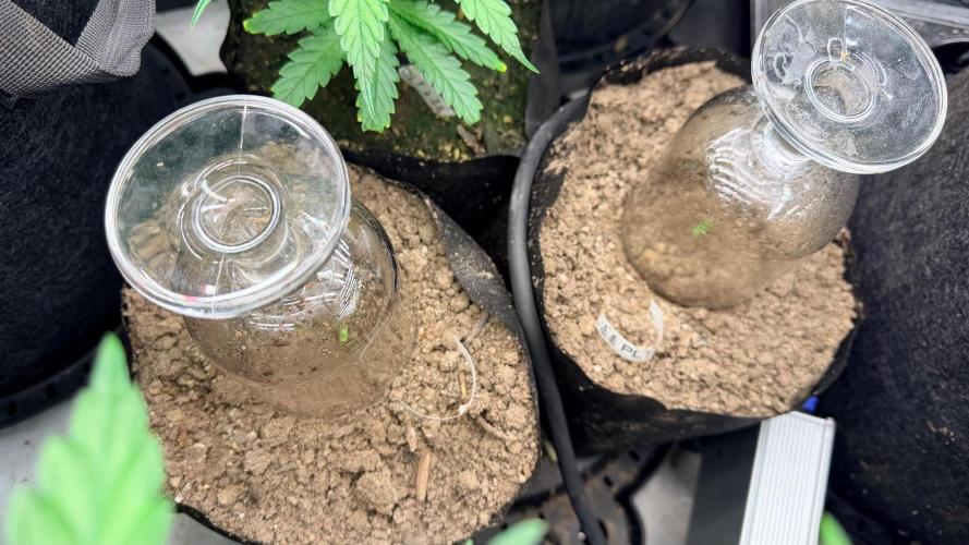 Platinum Lantz Project (plus more). Week 6 - Good morning 