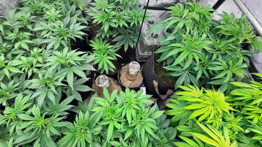 Platinum Lantz Project (plus more). Week 6 - Babies in the center 