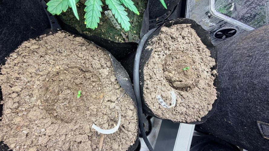 Platinum Lantz Project (plus more). Week 6 - Domes removed 