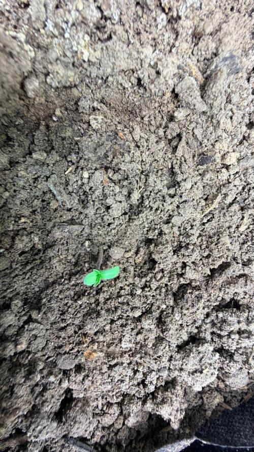Platinum Lantz Project (plus more). Week 6 - Healthy 
