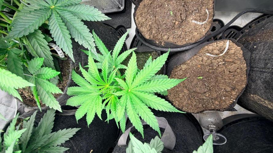 Platinum Lantz Project (plus more). Week 6 - First clone really taking off now lol 