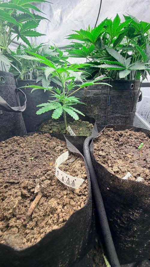 Platinum Lantz Project (plus more). Week 6 - Look how tiny the babies are lol 