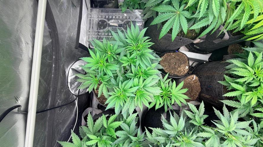 Platinum Lantz Project (plus more). Week 6 - PL8