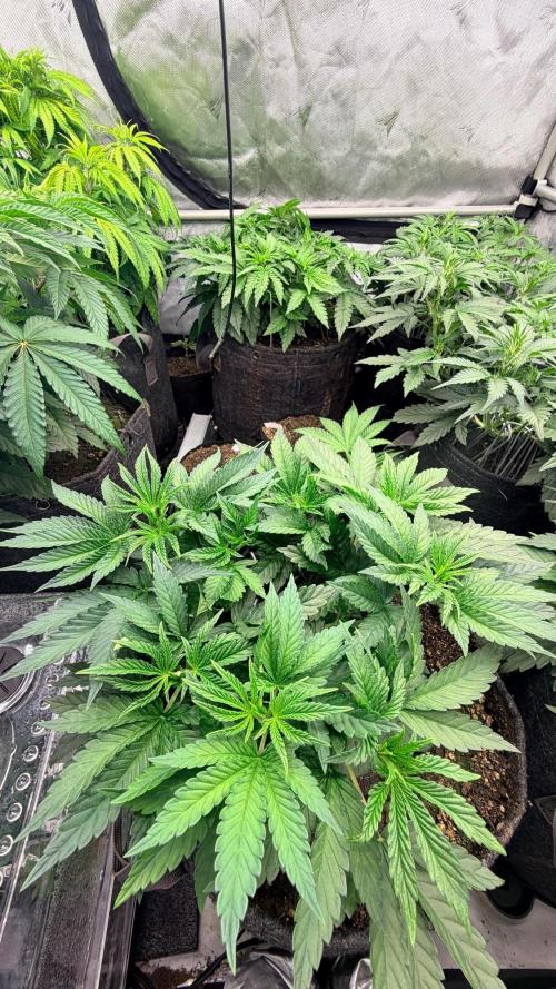 Platinum Lantz Project (plus more). Week 6 - PL9