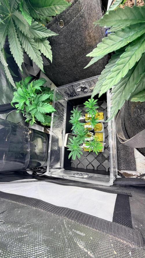 Platinum Lantz Project (plus more). Week 6 - Clones