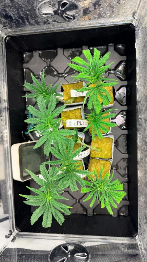 Platinum Lantz Project (plus more). Week 6 - 7/8 seemingly alright 