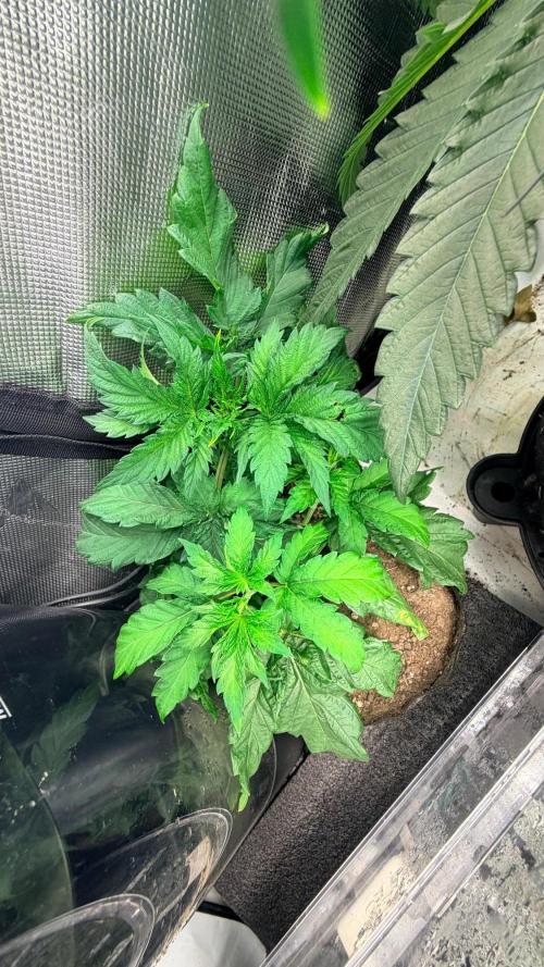 Platinum Lantz Project (plus more). Week 6 - PL10 close up