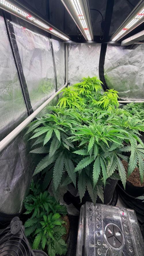 Platinum Lantz Project (plus more). Week 6