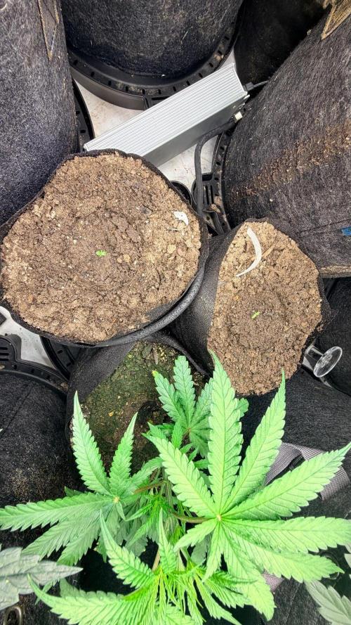 Platinum Lantz Project (plus more). Week 6