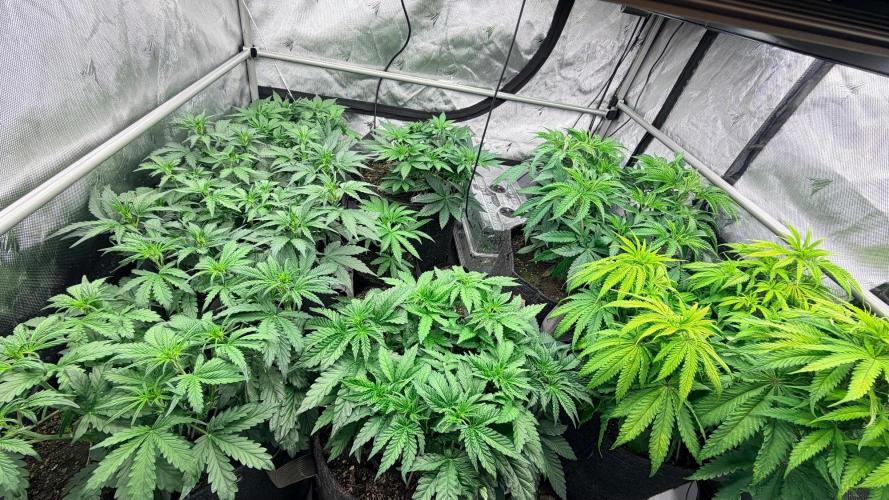 Platinum Lantz Project (plus more). Week 6