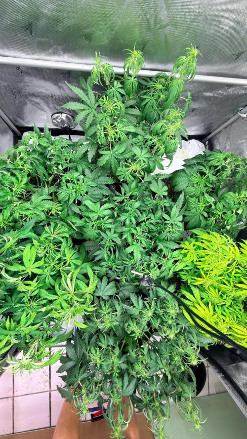 Breaking Teeth & Banging Heads 🤘⚗️. Week 4 - Diamond formation, 3 autos center and 4 PL on the sides