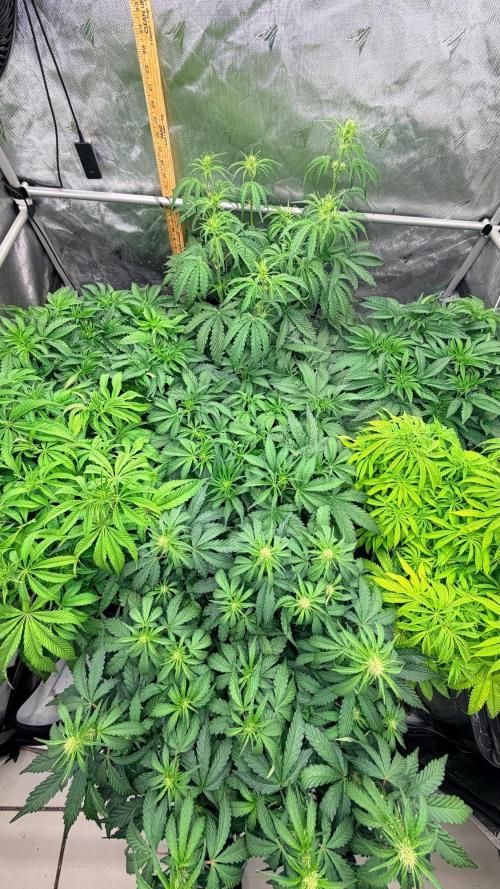 Platinum Lantz Project (plus more). Week 7