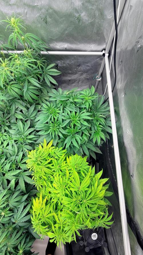 Platinum Lantz Project (plus more). Week 7