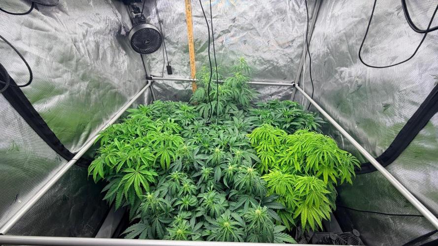 Platinum Lantz Project (plus more). Week 7