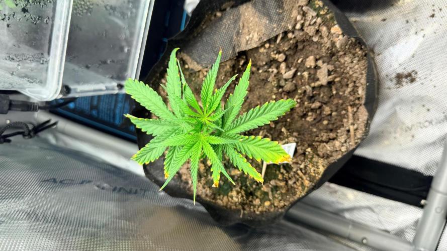 Platinum Lantz Project (plus more). Week 7