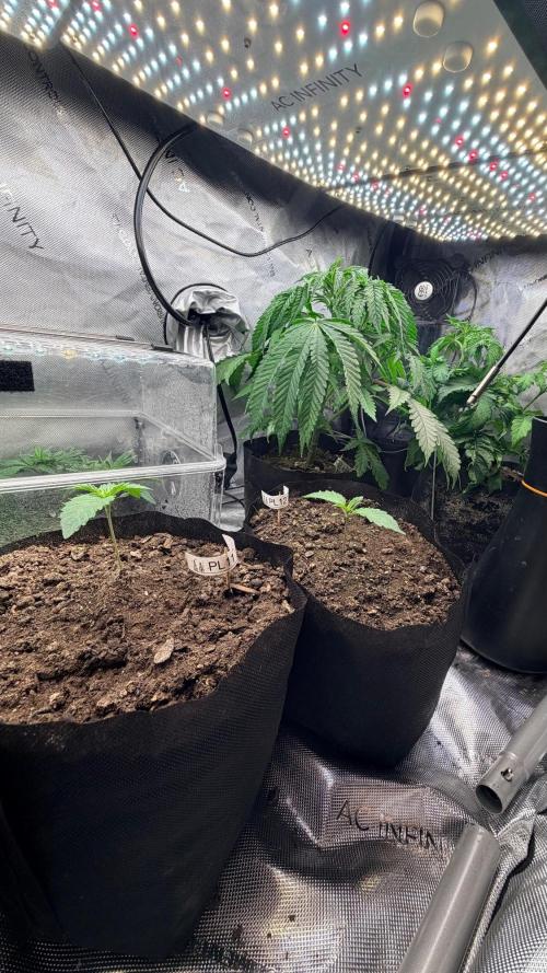 Platinum Lantz Project (plus more). Week 7