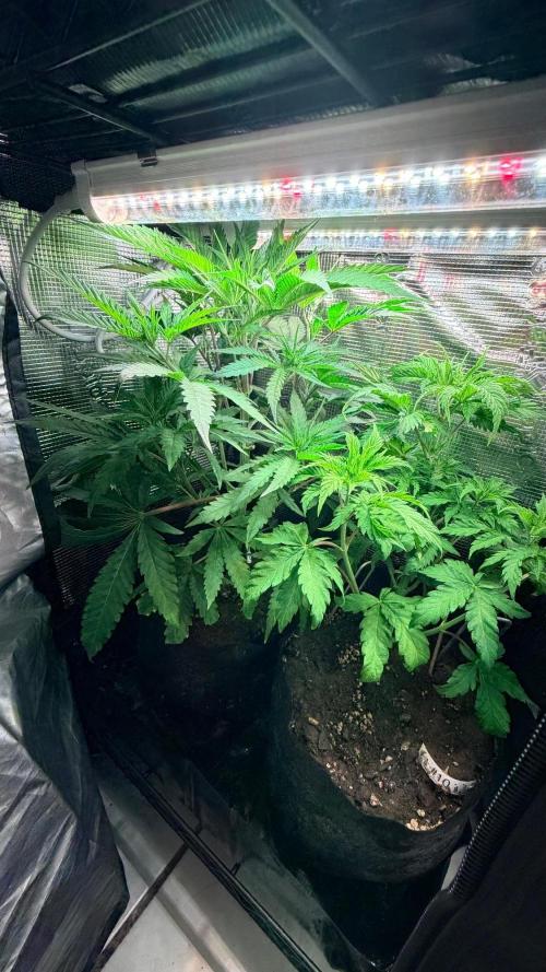 Platinum Lantz Project (plus more). Week 8