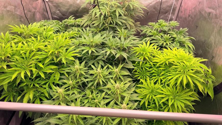 Platinum Lantz Project (plus more). Week 8