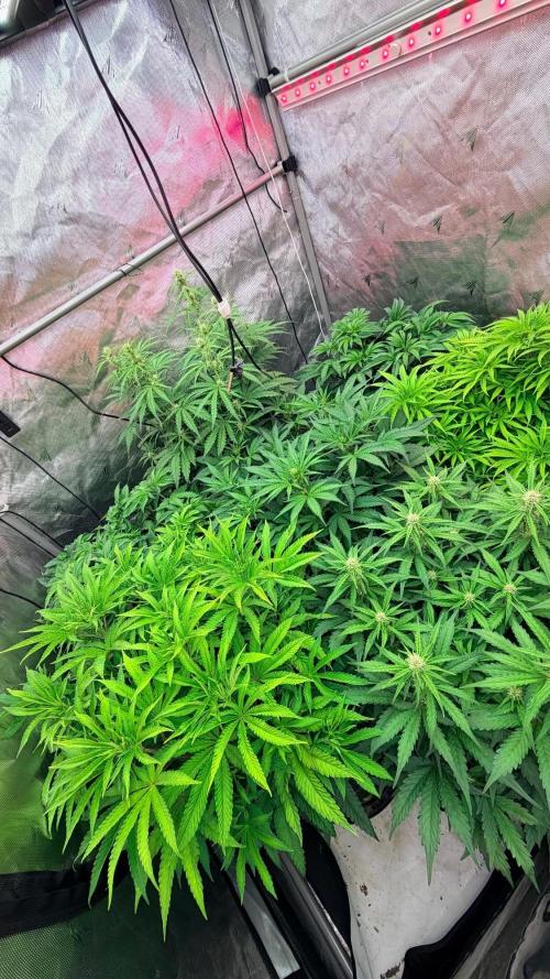 Platinum Lantz Project (plus more). Week 8