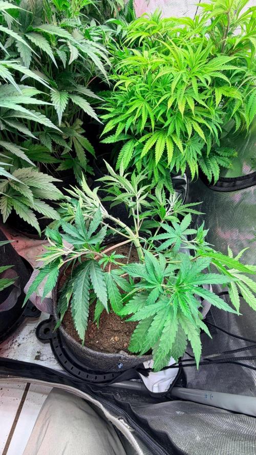 Platinum Lantz Project (plus more). Week 8
