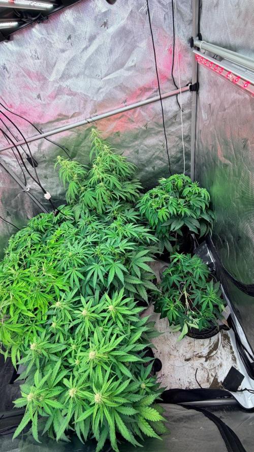 Platinum Lantz Project (plus more). Week 8