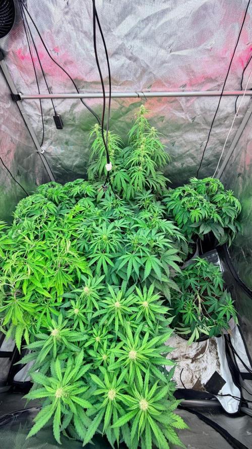 Platinum Lantz Project (plus more). Week 8
