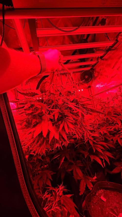 Platinum Lantz Project (plus more). Week 8