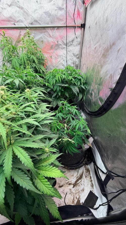 Platinum Lantz Project (plus more). Week 8
