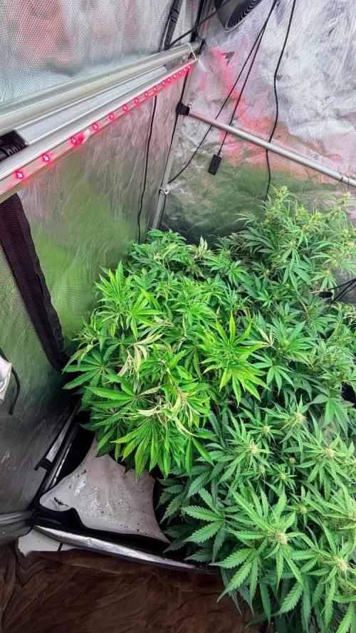Platinum Lantz Project (plus more). Week 8